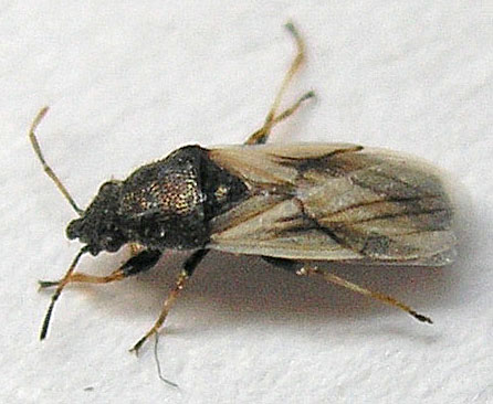 Arocatus melanocephalus e Metopoplax ditomoides